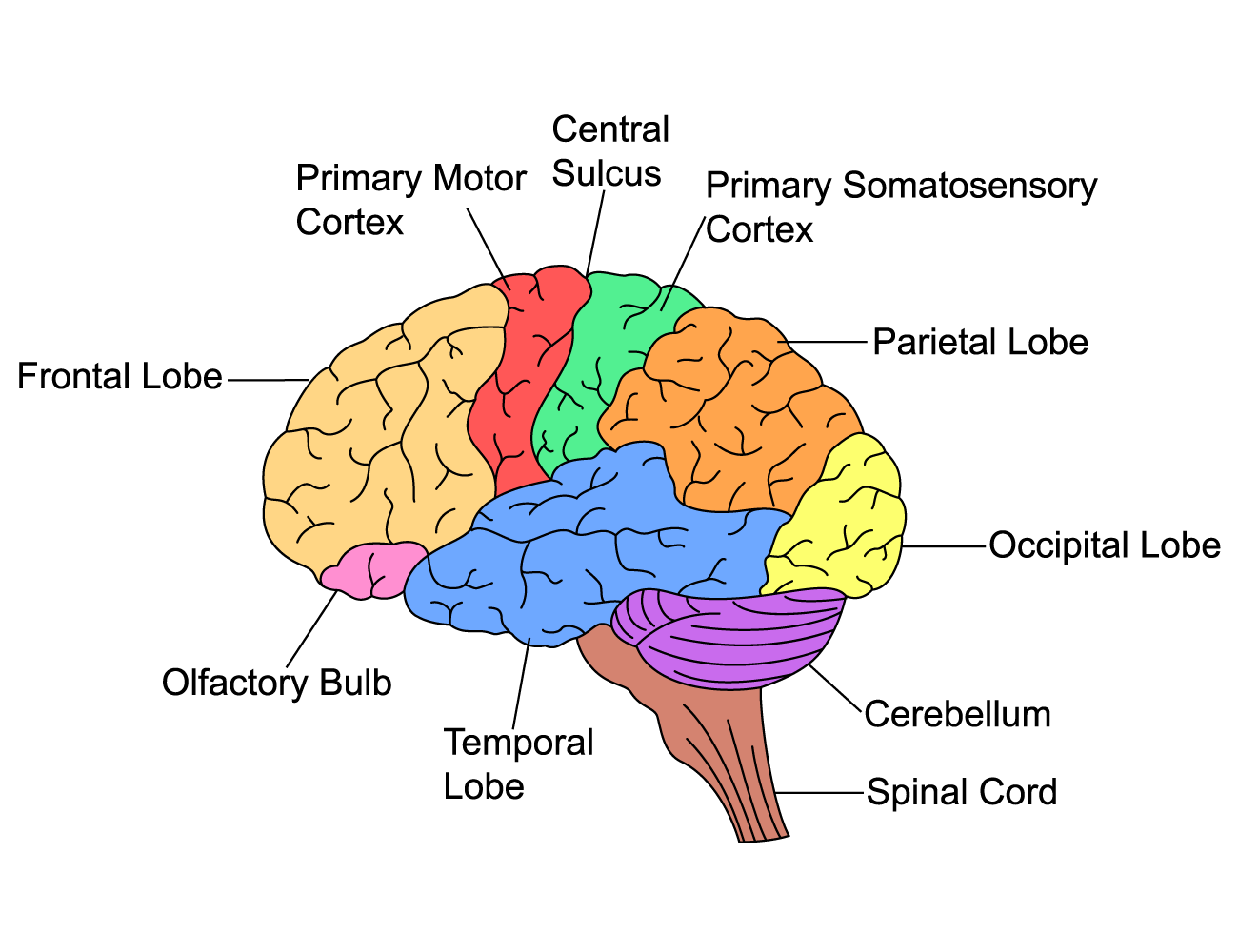 Executive Functions Brain